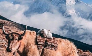 a yak chilling in the everest region suggesting an high-altitude trekking