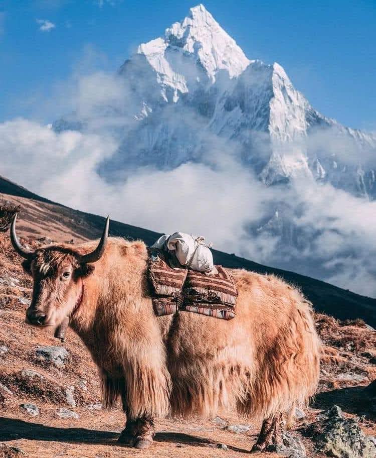 a yak chilling in the everest region suggesting an high-altitude trekking